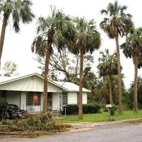 thumbnail for publication: Selecting Tropical and Subtropical Tree Species for Wind Resistance